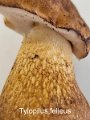 Tylopilus felleus-amf303-2